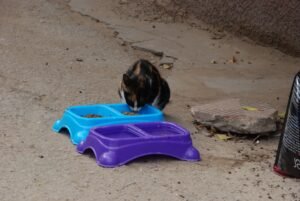 تخصيص أماكن لإطعام القطط المتجولة بالحديقة