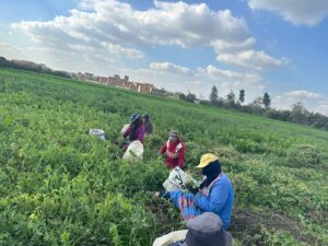 سيدات الريف في الحقول لحصاد محصول البازلاء