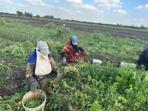 سيدات الريف في الحقول لحصاد محصول البازلاء