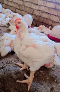 أسعار الفراخ البيضاء اليوم في الشرقية 