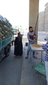 توريد القمح بالمنيا