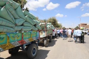 شون ابو قرقاص تستلم القمح