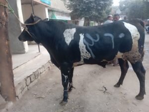 الحي قبل الذبح