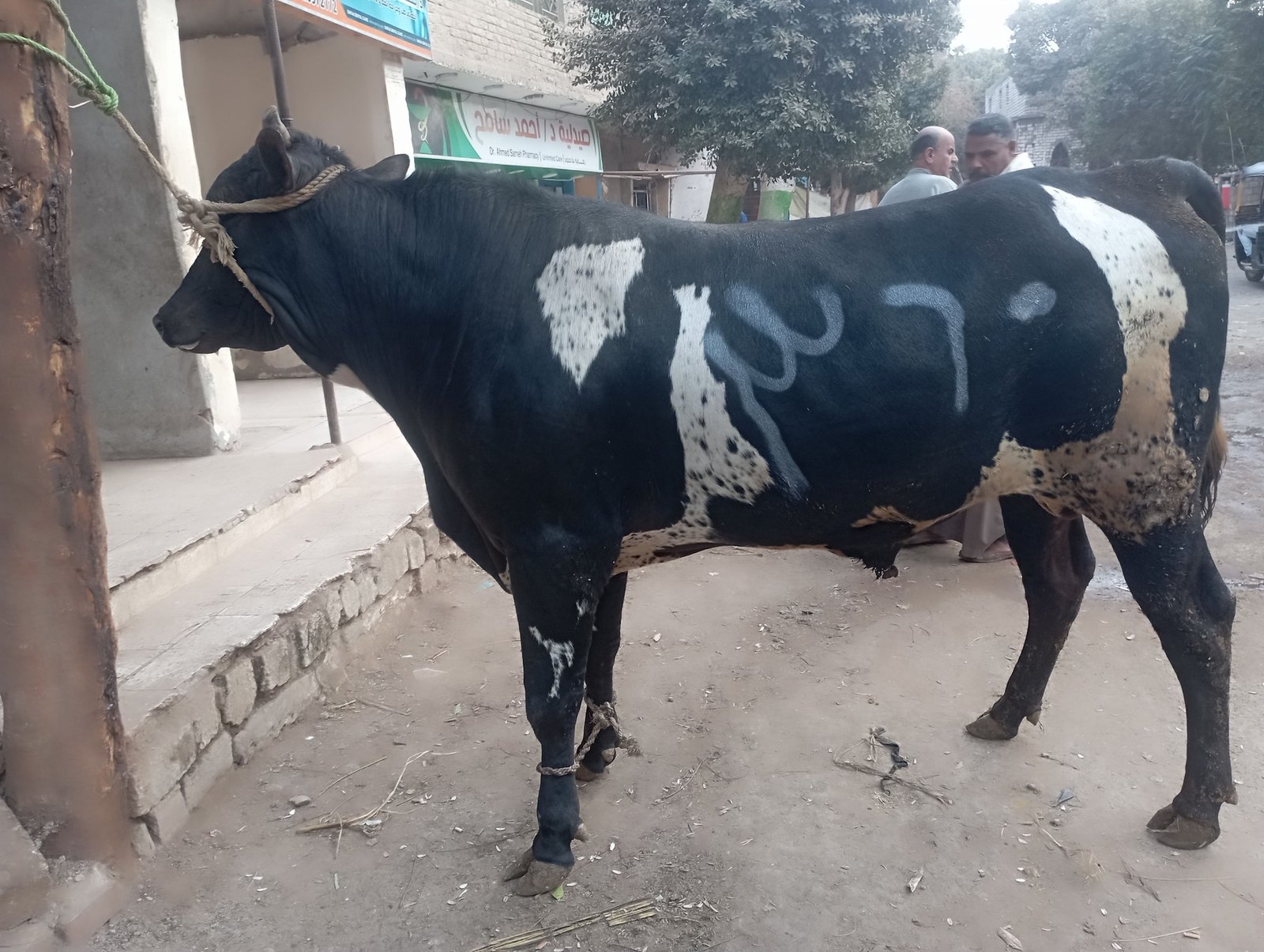 الحي قبل الذبح