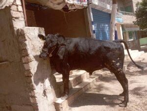 اسعار الابقار ترتفع بالمنيا