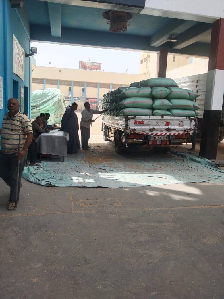 توريد القمح بالمنيا