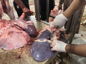 فحص اللحوم بالمجزر الالي - موقع اليوم