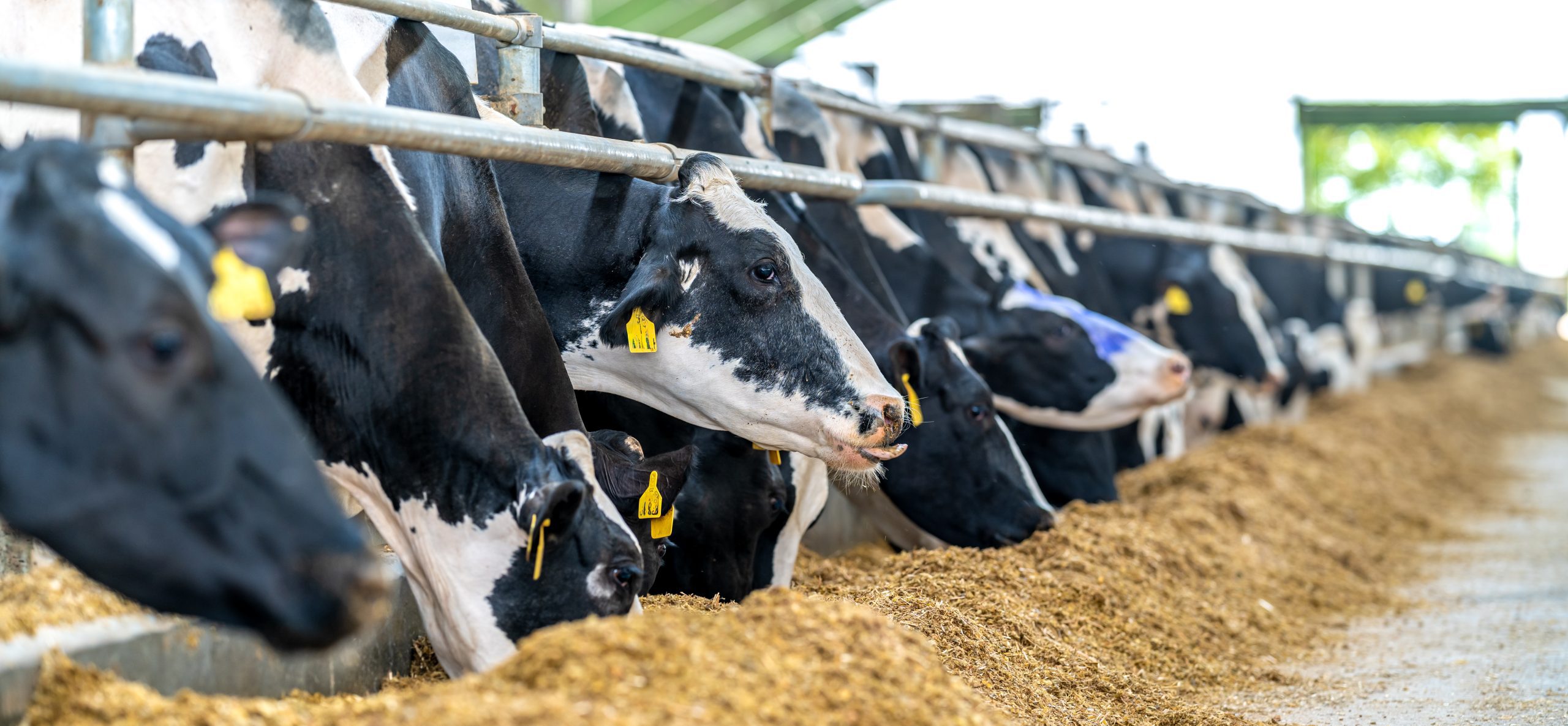 تحصين الماشية - اليوم