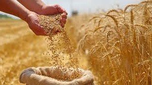 محصول القمح
