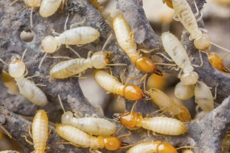 النمل الأبيض