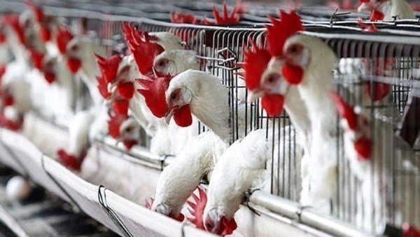 صناعة الدواجن